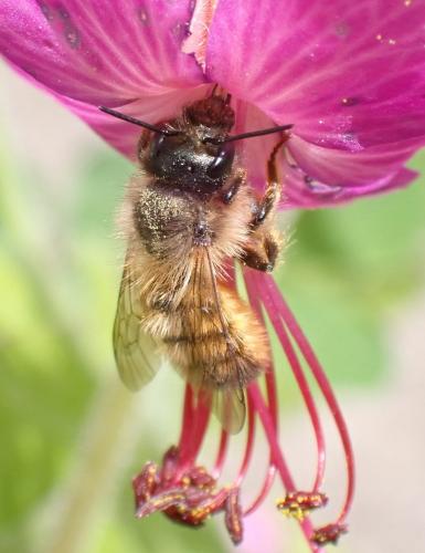 Réf. 283 382 : Osmia sp.